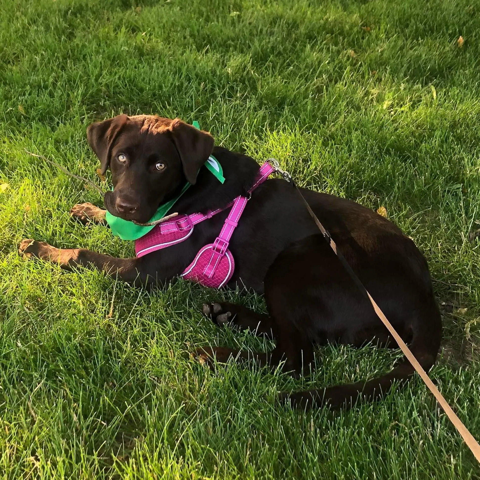 Coco, a chocolate Labrador, lying in sunlit grass