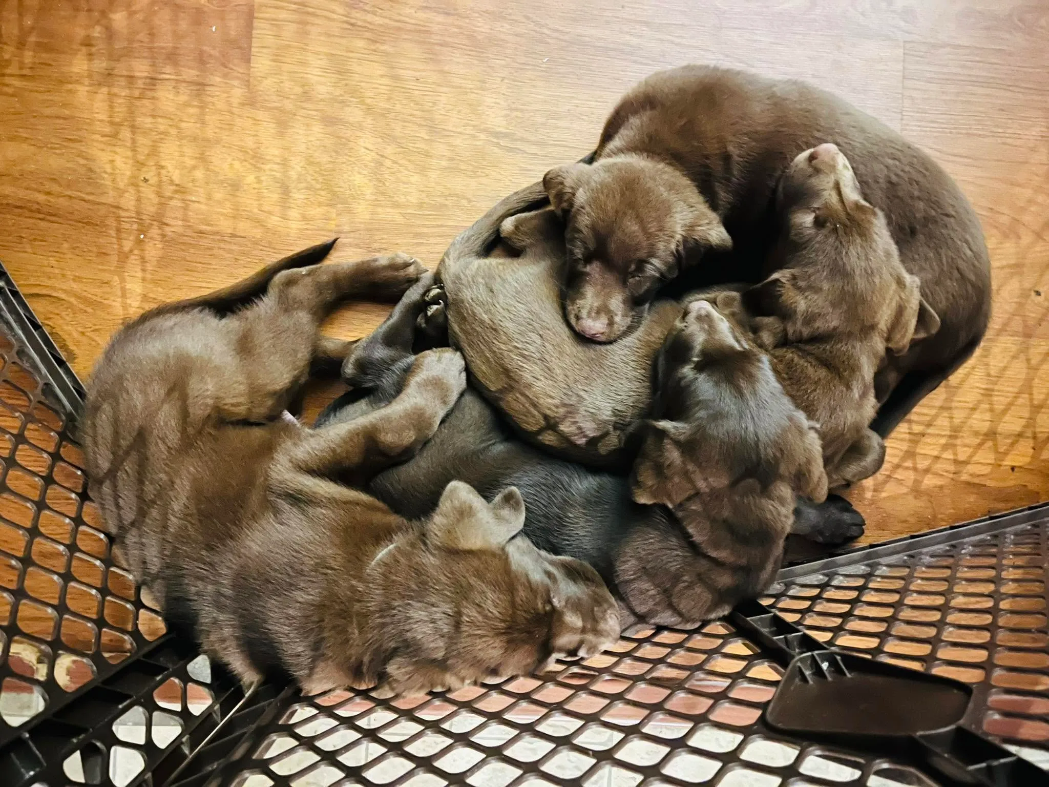 A litter of chocolate Labrador puppies asleep in a pile