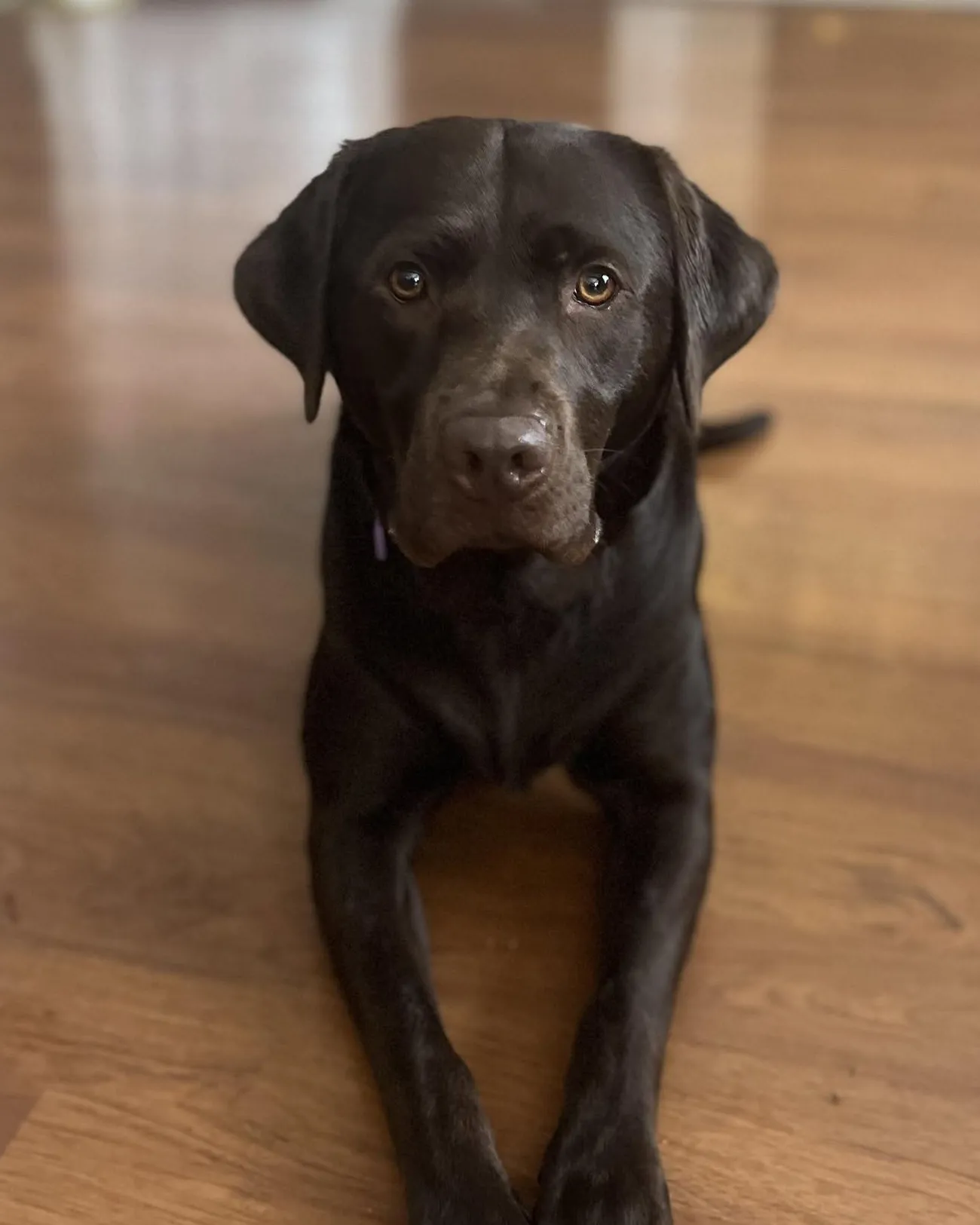 Mocha, a chocolate Labrador, lying on the floor looking at the camera