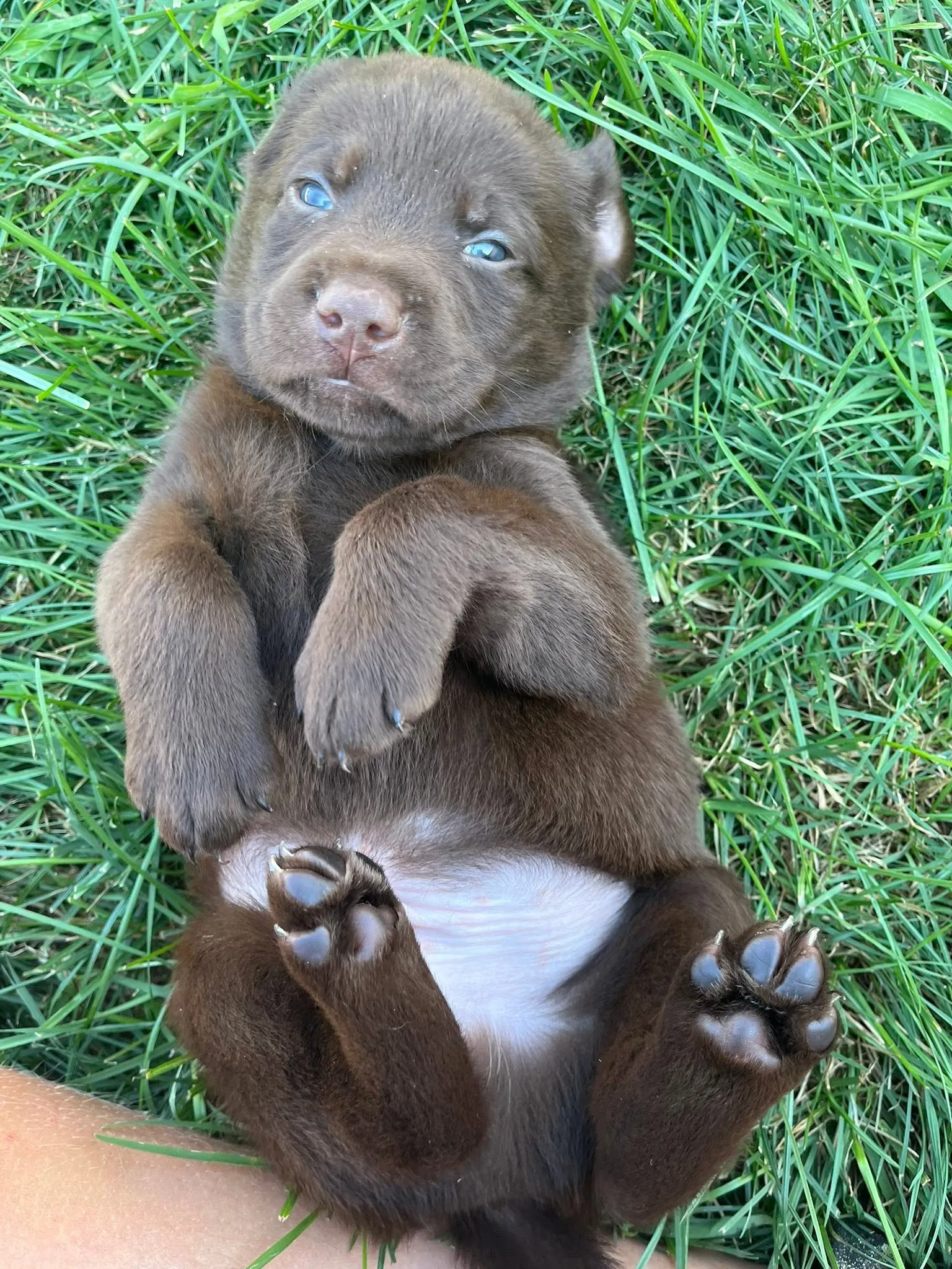 A chocolate Labrador puppy lying in the grass