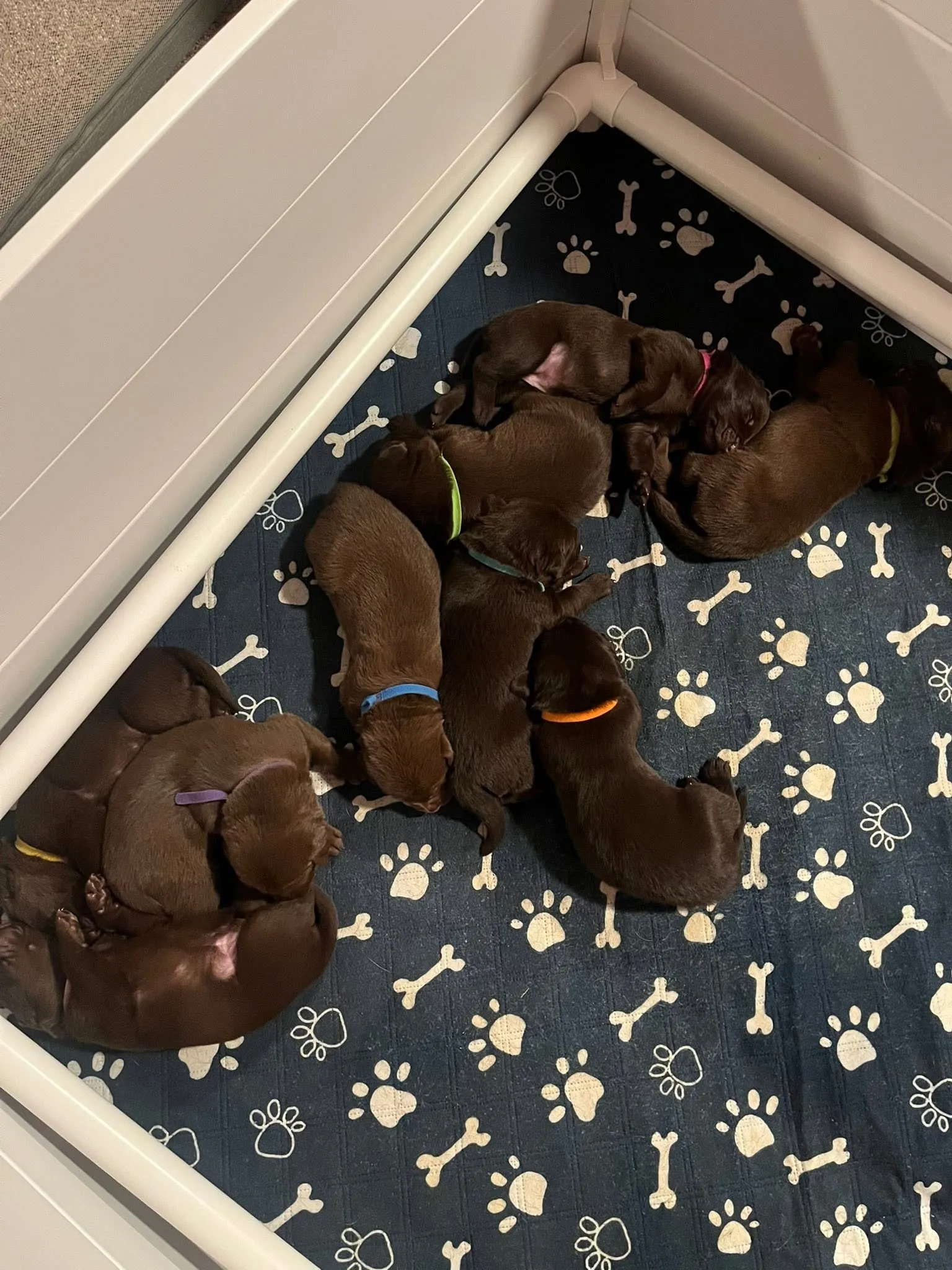 Chocolate Labrador puppies together on a blanket