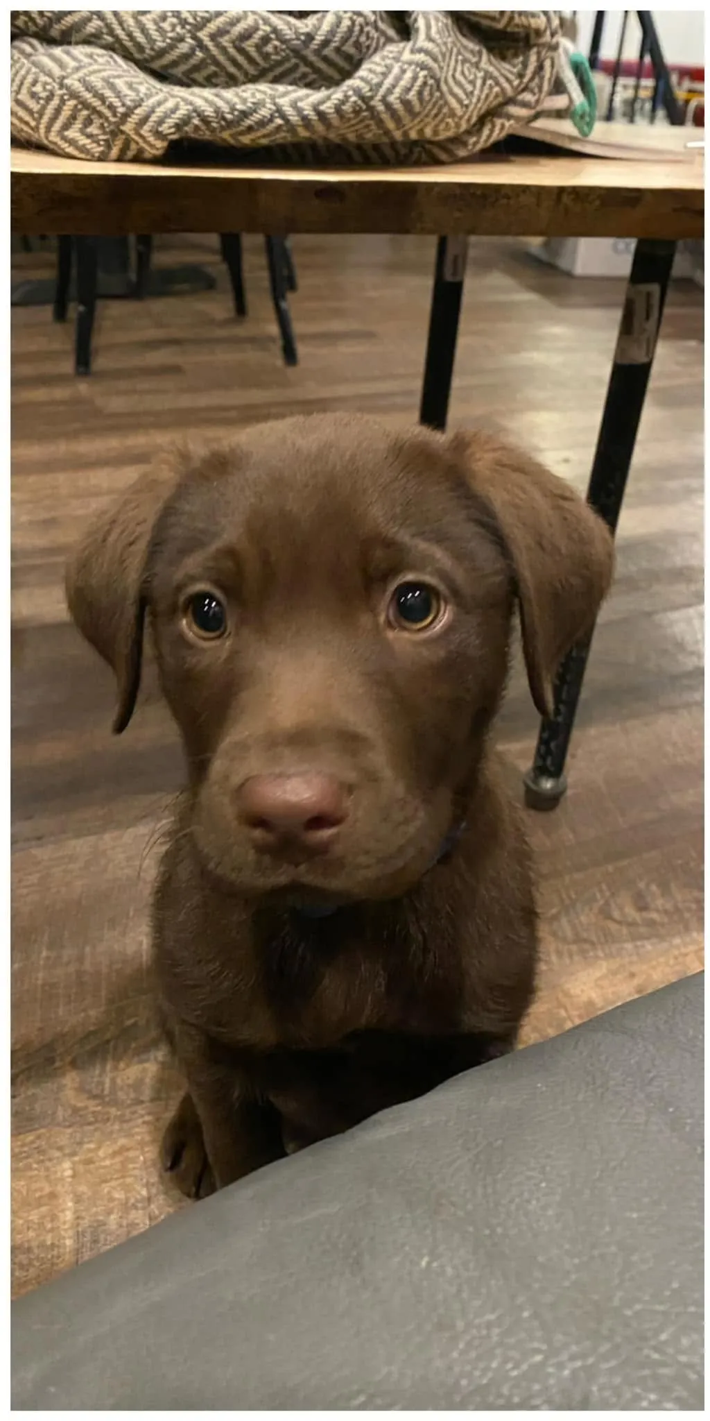 A chocolate Labrador puppy sitting indoors