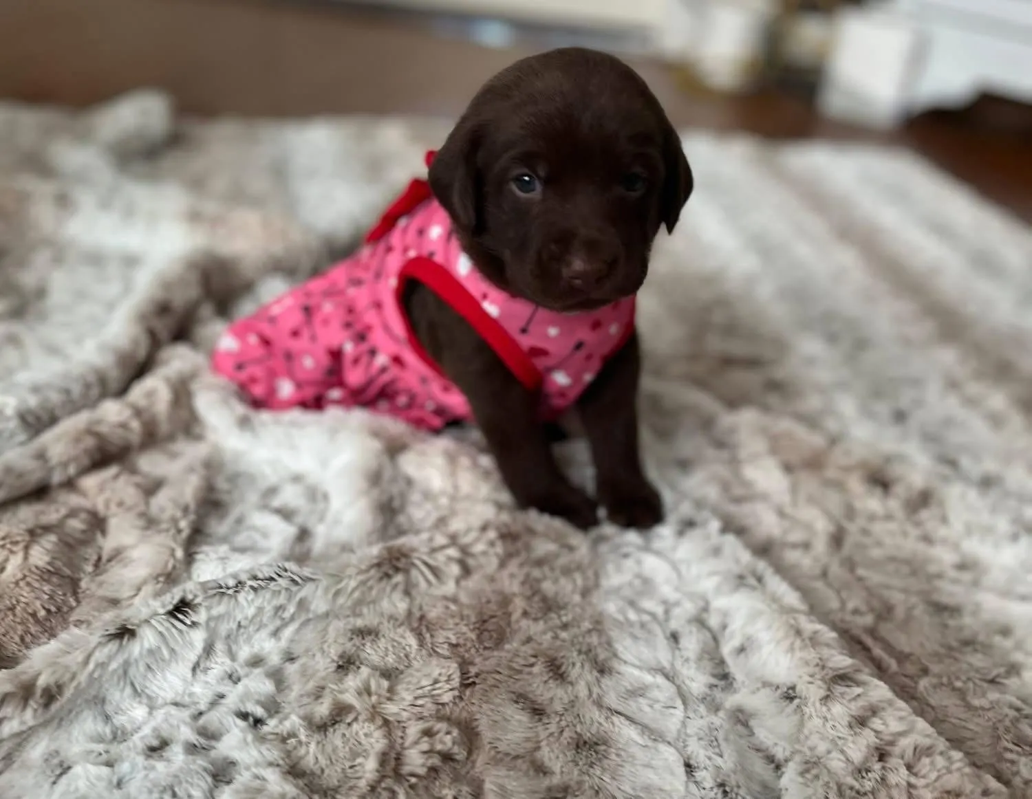 A chocolate Labrador puppy in a pink sweater on a soft blanket