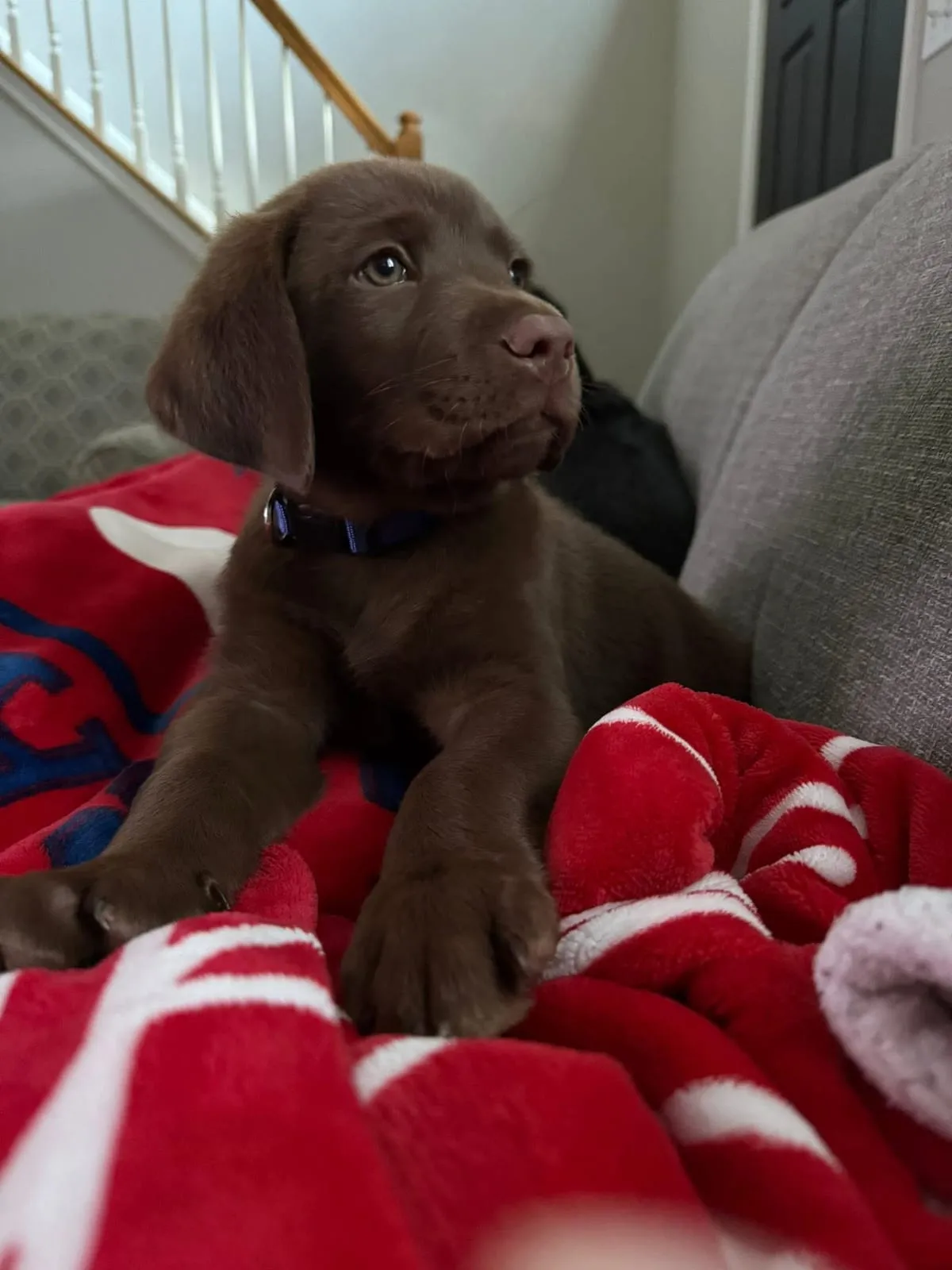 A chocolate Labrador puppy with a blue collar resting on a red blanket
