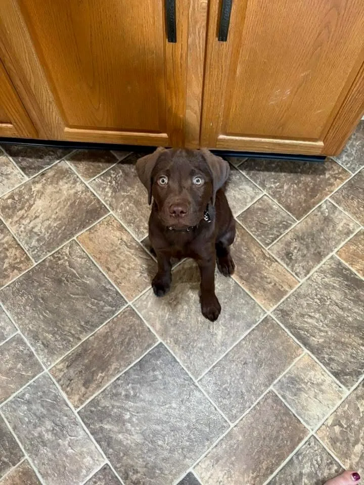 A chocolate Labrador puppy sitting on the kitchen floor, looking up