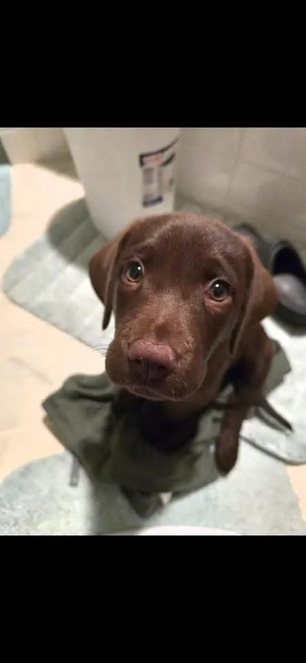 A chocolate Labrador puppy gazing up at the camera