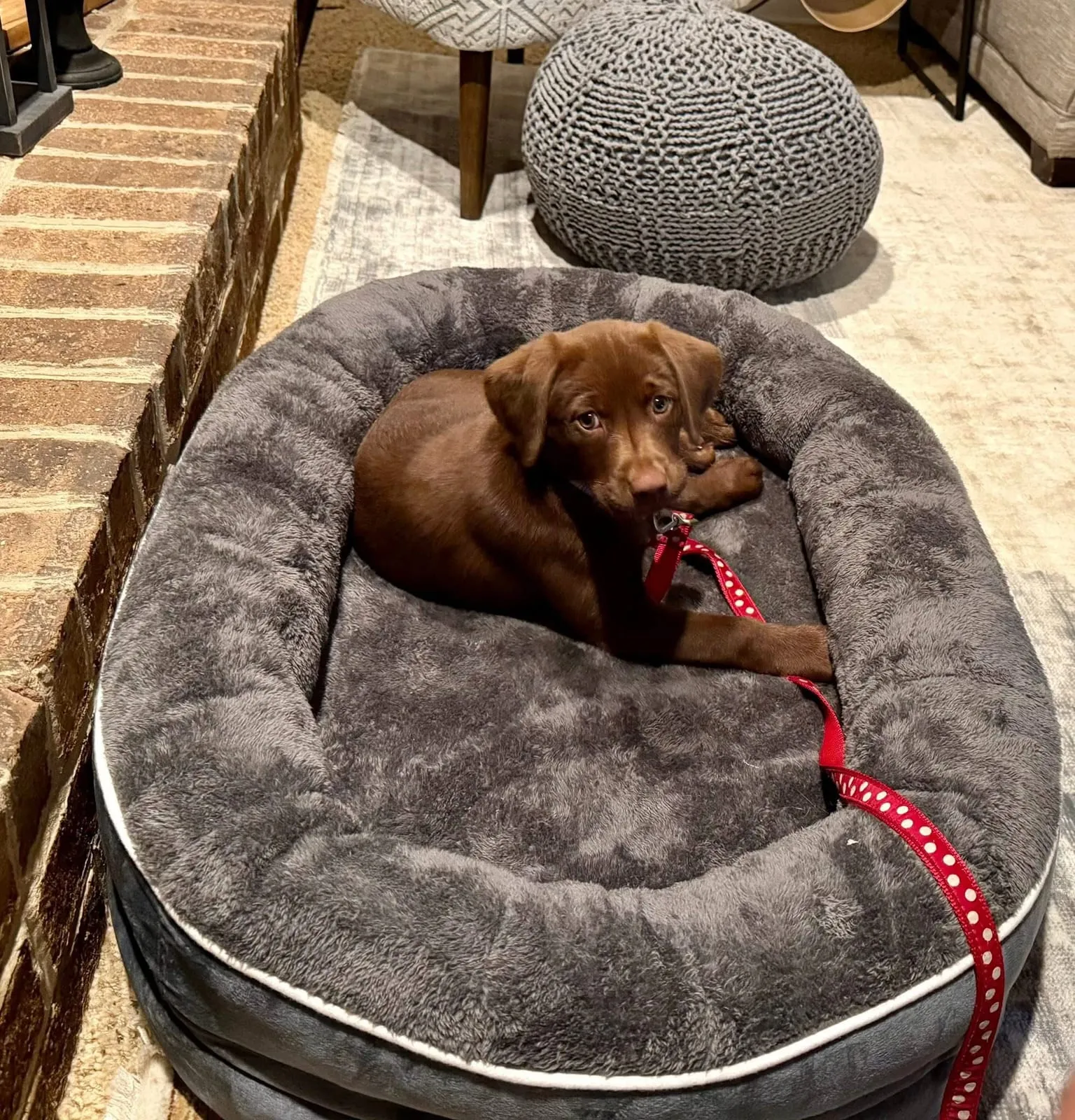 A chocolate Labrador puppy curled up in a cozy dog bed