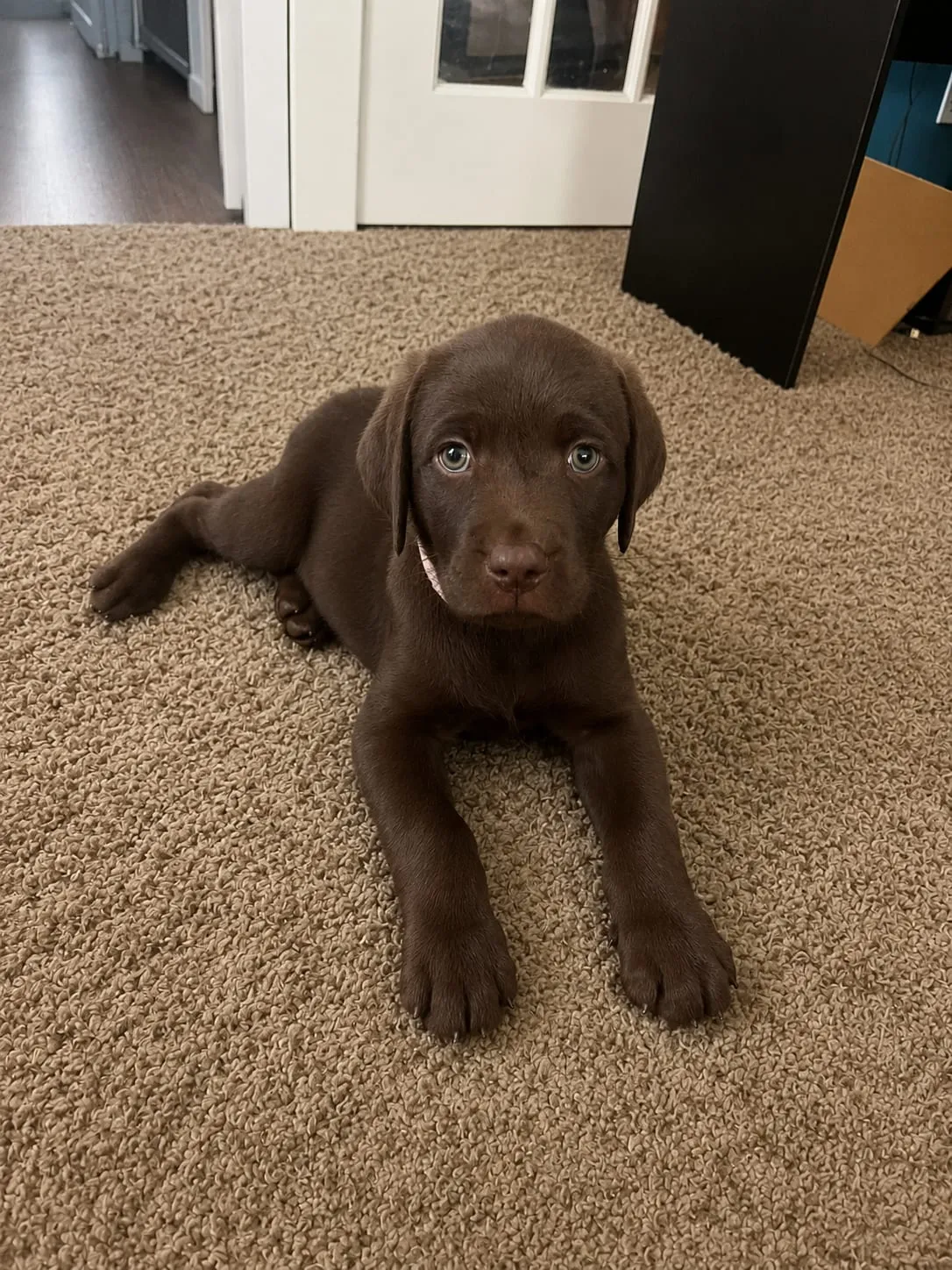 A chocolate Labrador puppy stretched out on the carpet