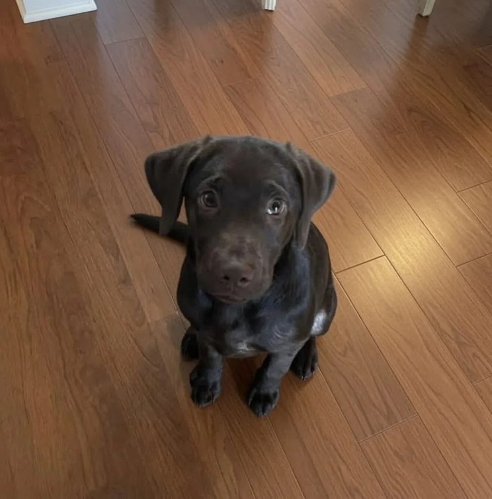 A Labrador puppy sitting on a hardwood floor