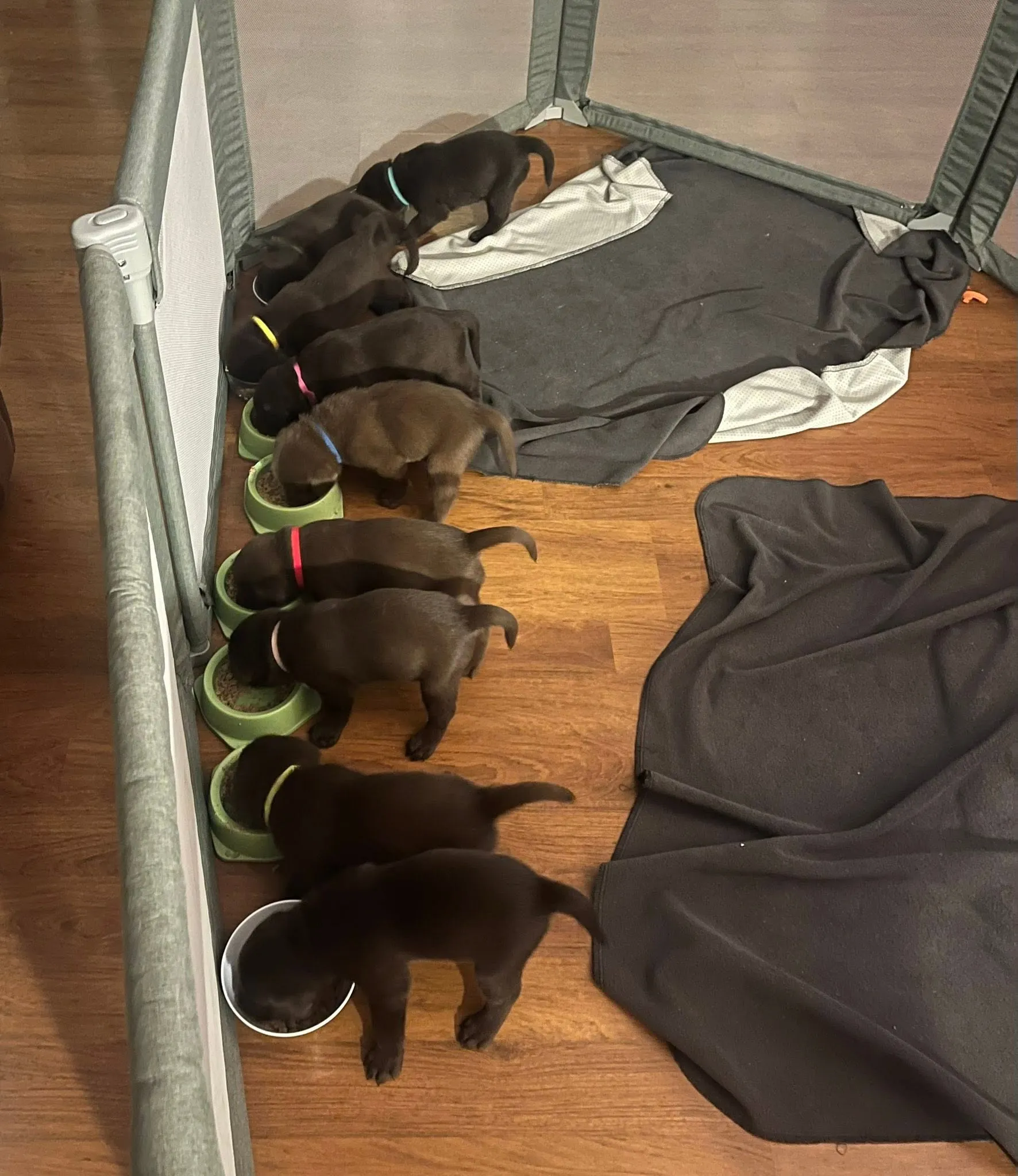 The litter of chocolate puppies eating from their bowls in the pen