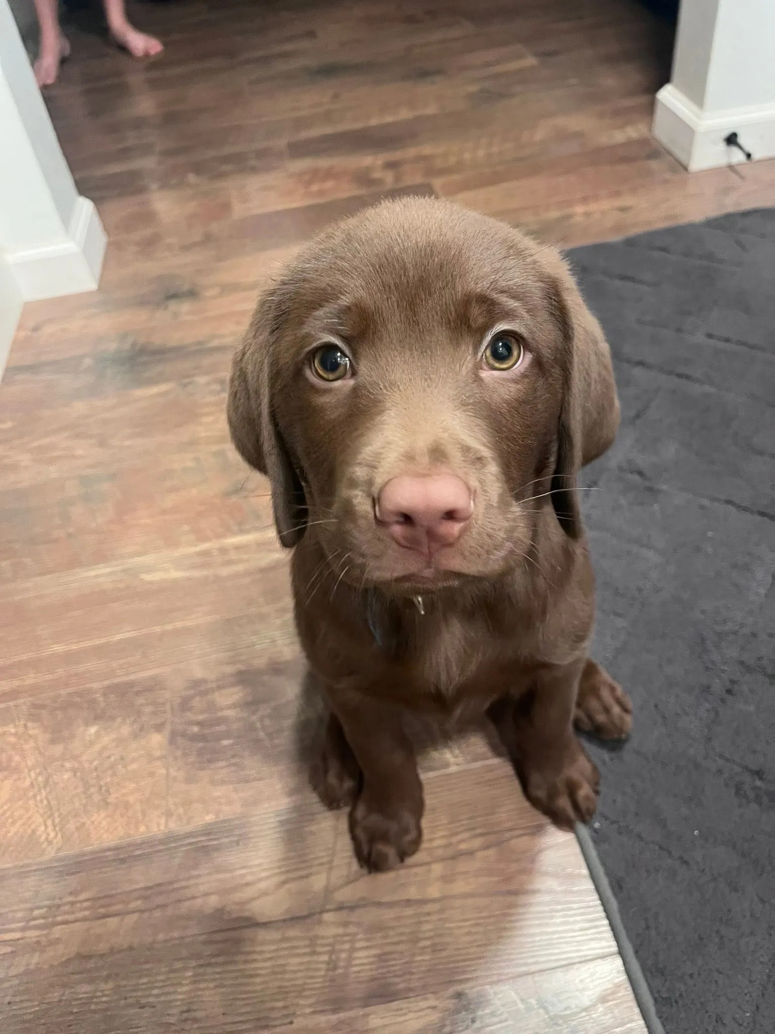 Clark as a puppy