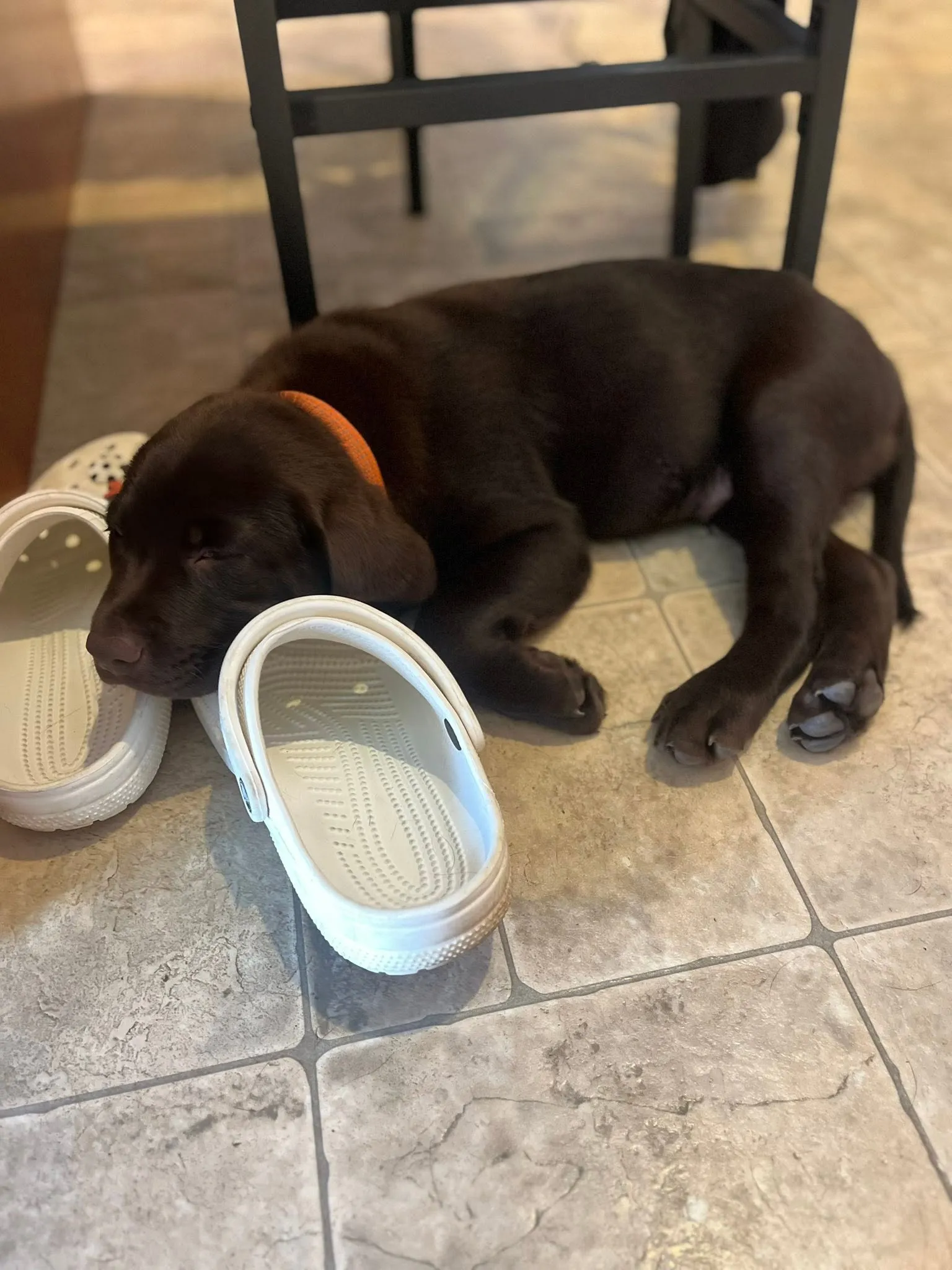 Duck as a puppy, asleep with his head resting on a shoe
