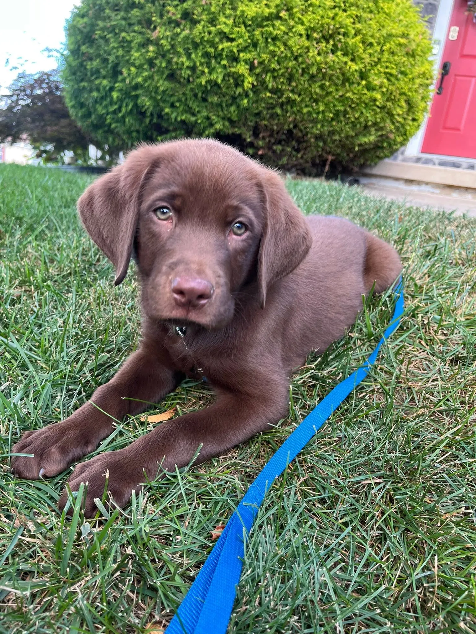 Maverick as a puppy on the grass