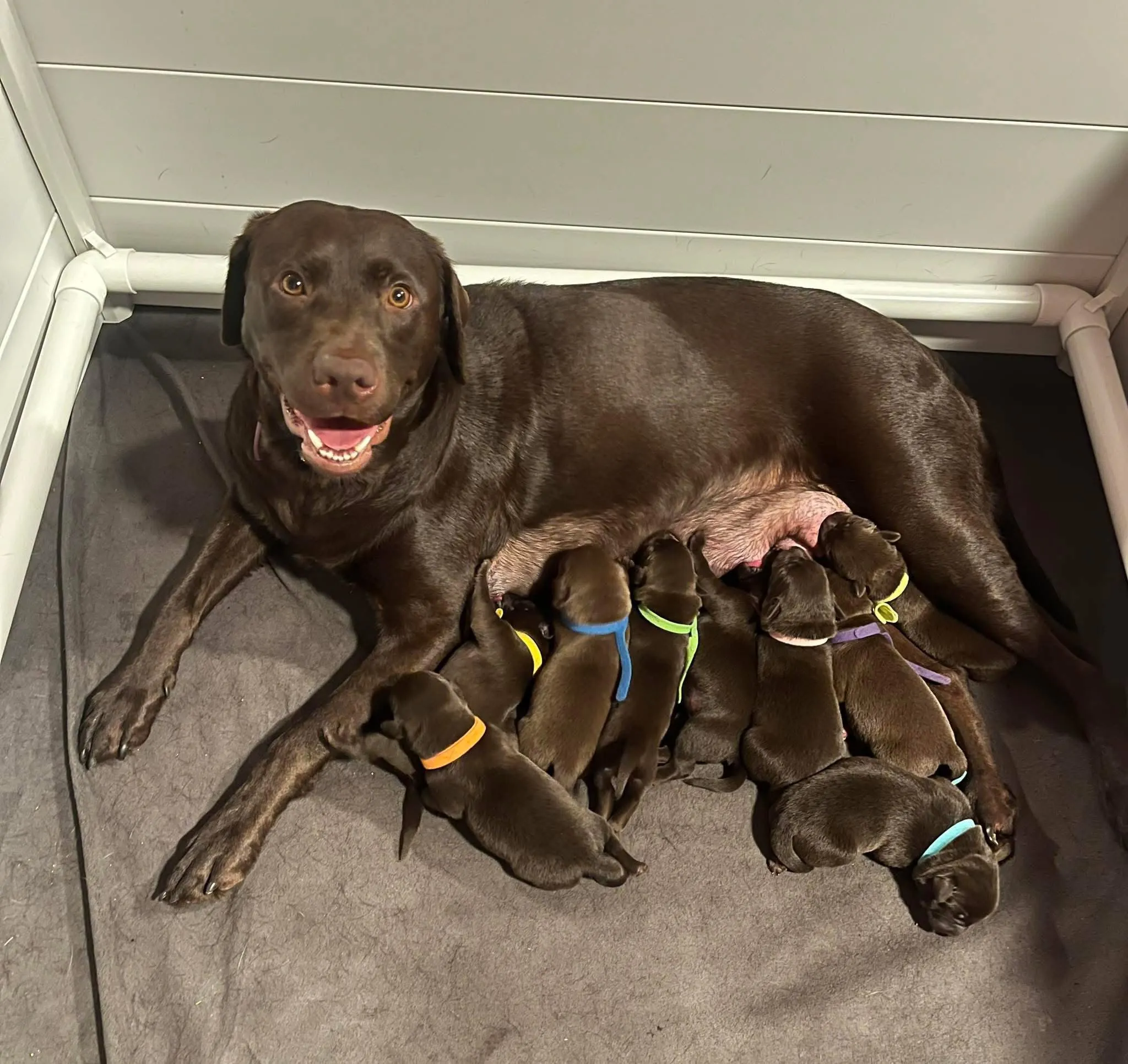 Mocha nursing her litter of puppies on a blanket in the whelping box